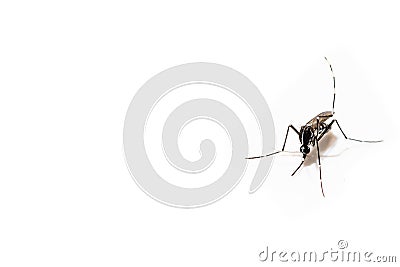 Aedes albopictus mosquito sucking blood on skin, Stock Photo