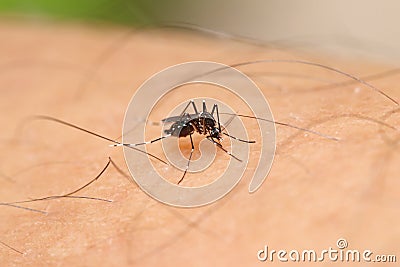 Aedes albopictus mosquito Stock Photo