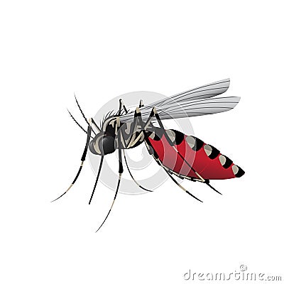 Aedes Mosquito on white background Vector Illustration