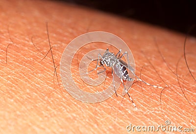 Aedes mosquito Stock Photo