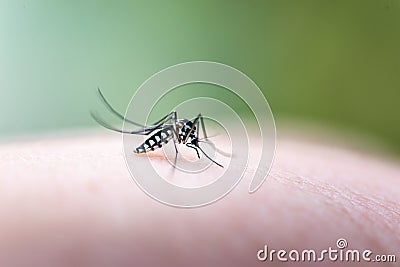 Aedes mosquitoe is sucking blood from the skin of people. Stock Photo