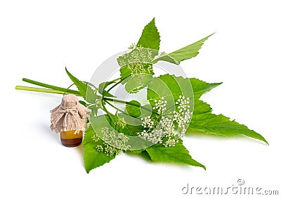 Aegopodium podagraria or ground elder, herb gerard, bishop`s weed, goutweed, gout wort, and snow-in-the-mountain Stock Photo