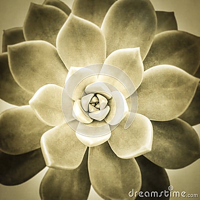 Aeonium diplocyclum plant wit texture Stock Photo