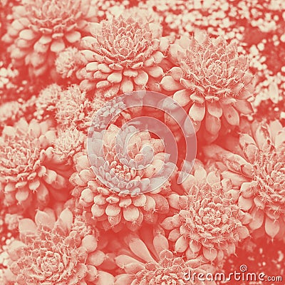 Aeonium Graptopetalum cactus top view, Coral duotone Stock Photo
