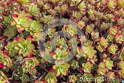 Aeonium haworthii. Stock Photo