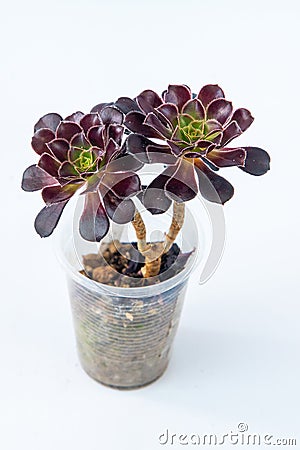 Aeonium Schwarzkopf plant succulent in pot. Little flower on white background. Stock Photo