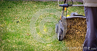 Aeration of the lawn in the garden. Yellow aerator on green grass Stock Photo