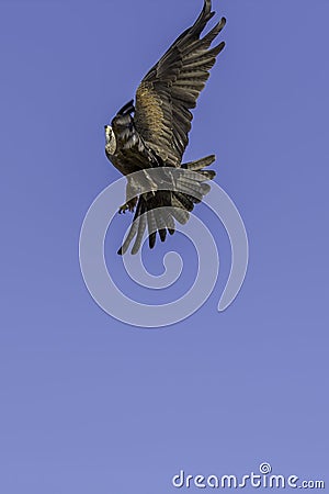 Aerial aerobatics by bird of prey maneuvering in flight Stock Photo