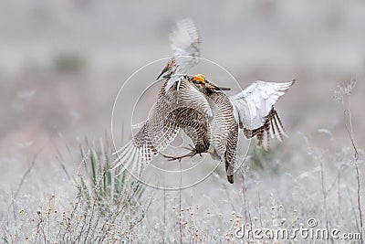 Aerial battle between two prairie chickens Stock Photo