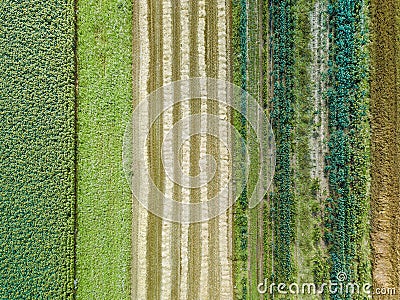 Aerial drone image of fields with diverse crop growth based on principle of polyculture and permaculture Stock Photo