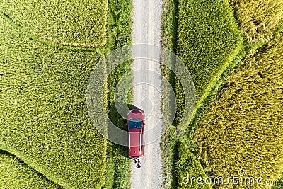 Aerial Drone Photography Top down of Red car with green and golden rice fields in Beautiful light of nature in the morning Stock Photo