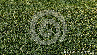 Aerial drone shot, flying over sunflower fields. Top view from drone. 4k Stock Photo