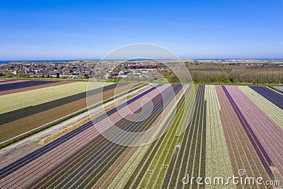 Aerial drone shot view of blooming Dutch hyacinths fields Stock Photo