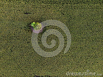 Aerial drone top view of cultivated green corn field Stock Photo