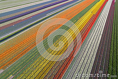 Aerial drone view of colorful Tulip flower fields in diagonal pattern in the Netherlands Stock Photo