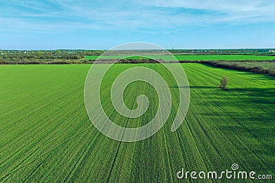 Aerial drone view of field, agriculture land.Green fresh crop Stock Photo