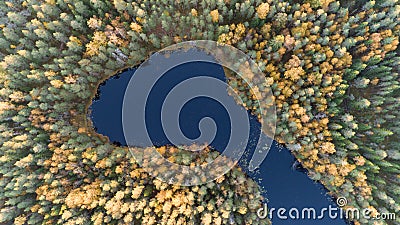 Aerial drone view of forest with yellow trees and beautiful lake landscape from above. Fall foliage Stock Photo