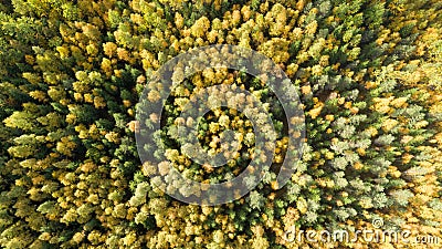 Aerial drone view of stunning colorful autumn fall forest at sunset. Drone Aerial View Concept. Stock Photo