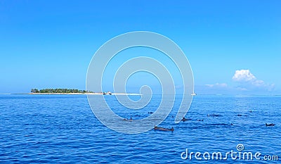 AERIAL: Flying towards the remote tropical island and past a group of dolphins. Stock Photo