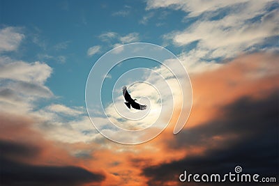 Aerial grace bird silhouette dances against a canvas of clouds Stock Photo