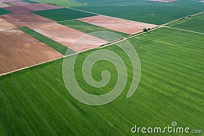 Aerial green wheat field. Aerial view large green field. Stock Photo