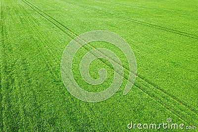 Aerial green wheat field. Aerial view large green field. Stock Photo