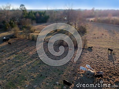 Aerial Harvest Feast: Cows Grazing on Fall Pasture Stock Photo