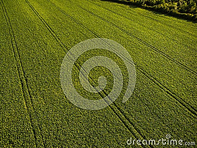 Aerial image of a lush green filed Stock Photo