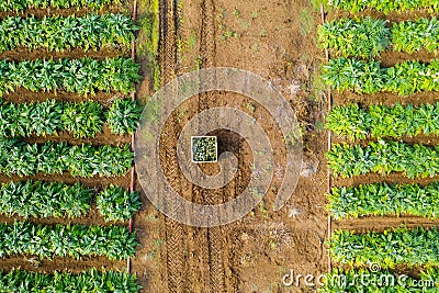Aerial image of rows of ripe Artichokes in a field. Stock Photo