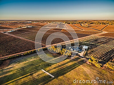 Aerial landscape of rectangles of vineyards. Stock Photo