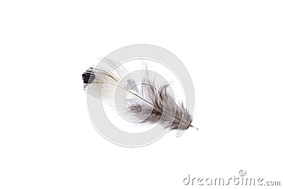 Aerial little single elegance isolated pheasant feather. Macro close-up Stock Photo