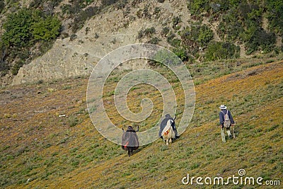 AERIAL: Lonely nomad travels across Tibet alongside two yaks with large horns. Stock Photo