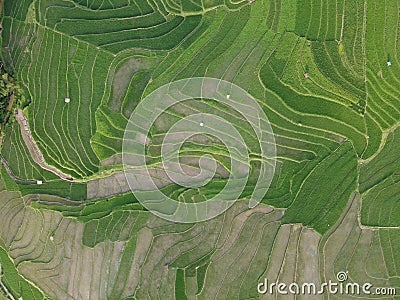 aerial panorama of terraced agrarian rice fields landscape in the city of Semarang Stock Photo