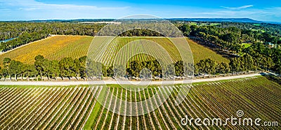 Landscape of straight rows of vines in a winery. Stock Photo