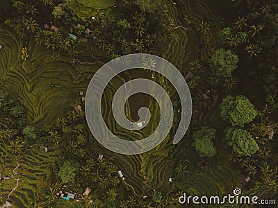 Aerial perspective of rice terraces, Bali, Indonesia Stock Photo