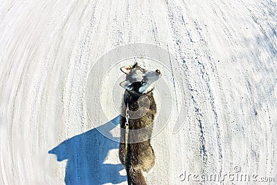 Aerial photo with drone Husky puppy walking on a leash Stock Photo