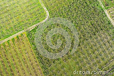 Aerial photographs blooming peach trees in an orchard Stock Photo