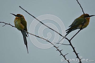 Wildlife with unique love with camera Stock Photo