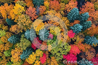 Aerial photography capturing vibrant colors in natural landscapes. Multicolor trees from above Stock Photo