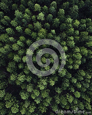 Aerial picture of a pine and christmas trees forest Stock Photo