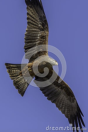Aerial predator. Magnificent red kite bird of prey flying. Stock Photo