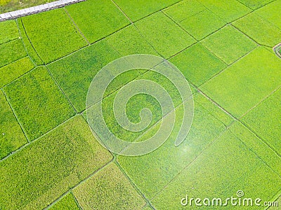 Aerial rice field, green and cool Stock Photo