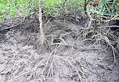 Aerial Roots - Adventitious Roots - of Red Mangrove Trees - Baratang Island, Andaman Nicobar, India Stock Photo