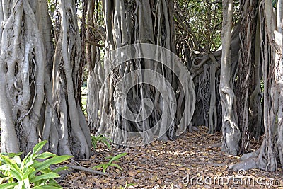 Aerial roots and roots of Banyan tree or Ficus Tree Stock Photo