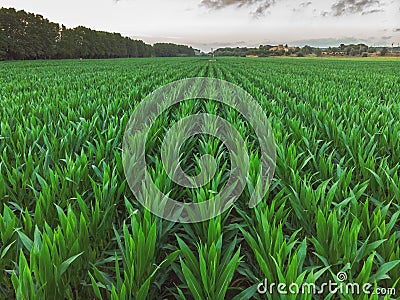 Aerial shoot from a maize rows in Spain Stock Photo