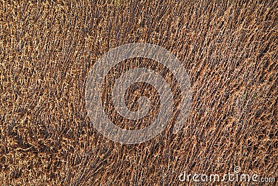 Aerial shot of damaged ripe rapeseed field after wind storm, drone pov Stock Photo