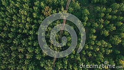 Aerial shot of dirt road through green poplar woodland in summer Stock Photo