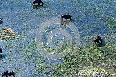 Buffalos grazing in the Okavango Delta Stock Photo