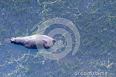 Aerial shot of an hippopotamus submerged in the Okavango Delta Stock Photo