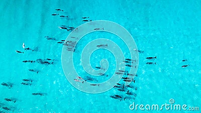 Dolphin pod in blue water from above Stock Photo